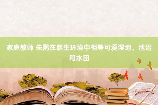 家庭教师 朱鹮在朝生环境中相等可爱湿地、池沼和水田